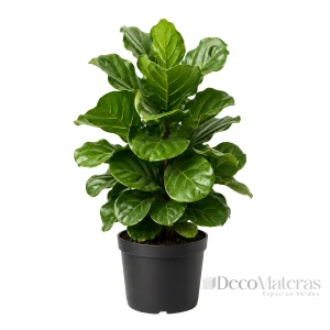 ficus b35