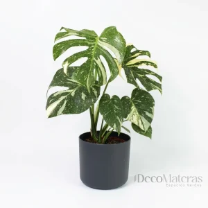 monstera variegada thai
