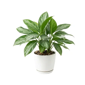 Home planta de interior aglaonema