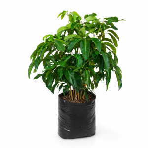 cheflera hoja de mango – schefflera actinophylla | planta de interior 35