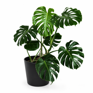 monstera – monstera deliciosa b35