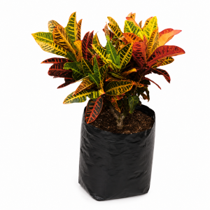 croto victoria – codiaeum variegatum | b35