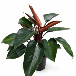filodendro congo rojo – philodendron 'rojo congo' | b35